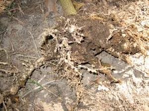 uploads/images/pest/citrus nematodes.jpg